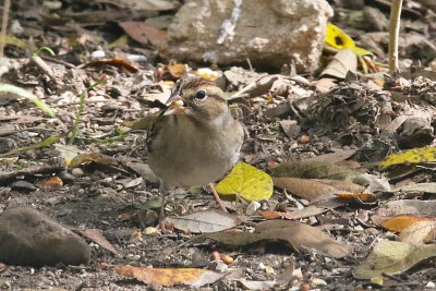 Chipping Sparrow