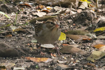 Chipping Sparrow