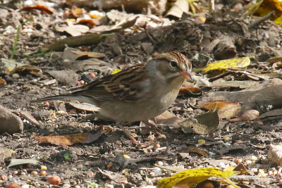 Chipping Sparrow