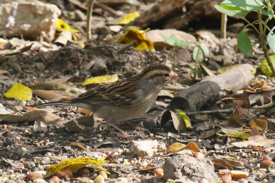 Chipping Sparrow