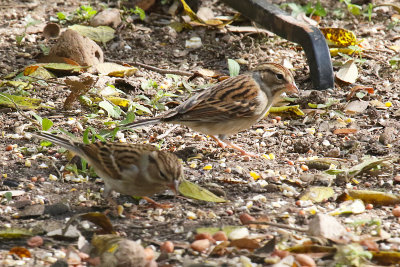 Chipping Sparrows