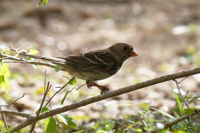Harris's Sparrow