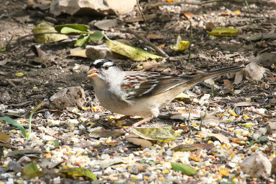 White-crowned Sparrow