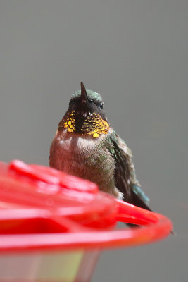 Ruby-throated Hummingbird, non-breeding male