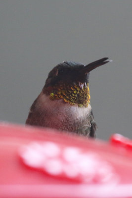 Ruby-throated Hummingbird, non-breeding male