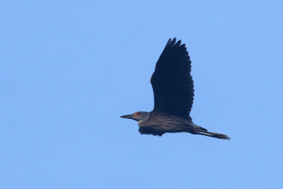 Juvenile Black-crowned Night Heron flying at sunrise