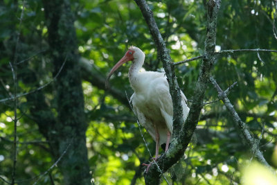 White Ibis