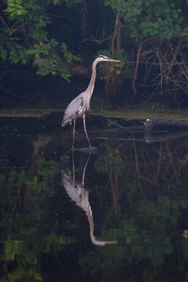 Great Blue Heron - Introspective Reflection