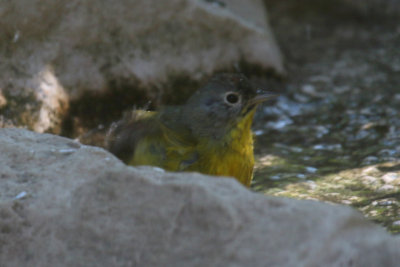 Nashville Warbler