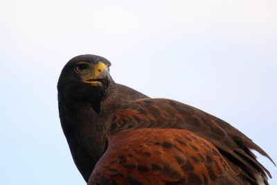 Harris' Hawk