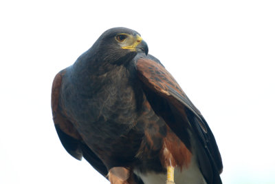 Harris' Hawk