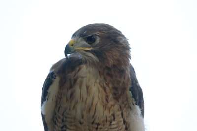 Harris' Hawk