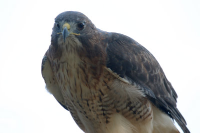 Harris' Hawk
