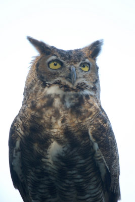 Great Horned Owl