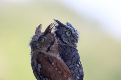 Eastern Screech Owls