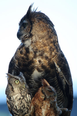 Great Horned Owl with 2 Eastern Screech Owls