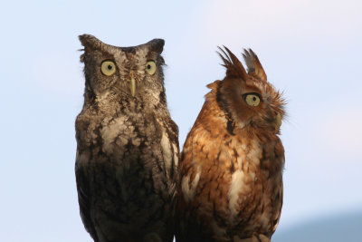 Eastern Screech Owls