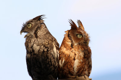 Eastern Screech Owls