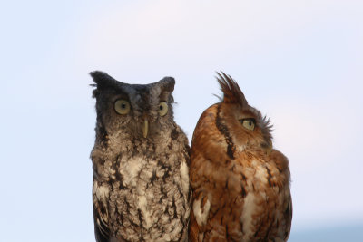 Eastern Screech Owls