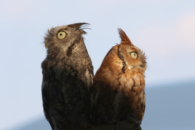 Eastern Screech Owls