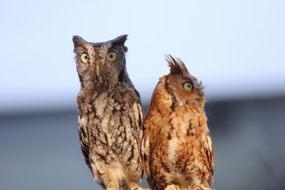 Eastern Screech Owls