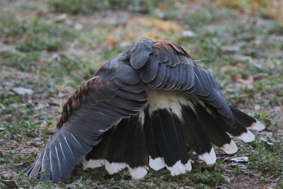 Harris' Hawk after catching a bird