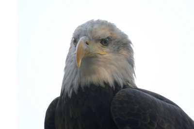 Bald Eagle