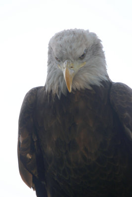 Bald Eagle