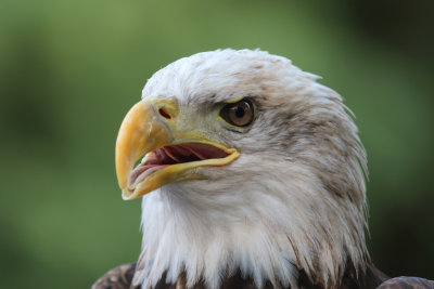 Bald Eagle