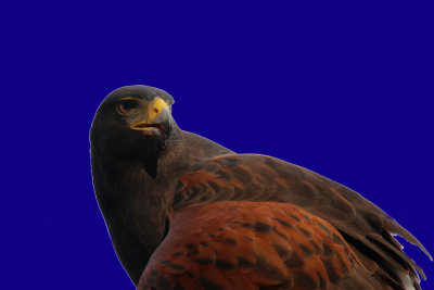 Harris' Hawk