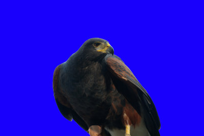 Harris' Hawk