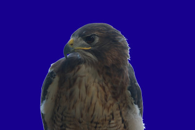 Harris' Hawk