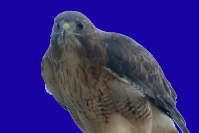 Harris' Hawk