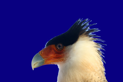 Crested Caracara