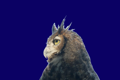 Great Horned Owl