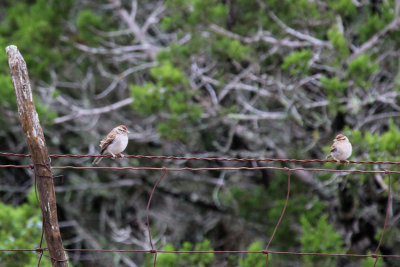 Chipping Sparrows