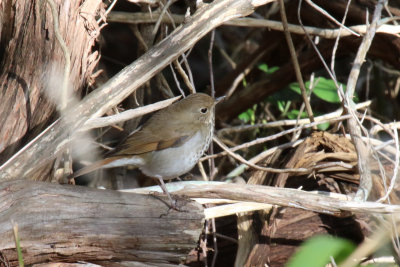 Hermit Thrush