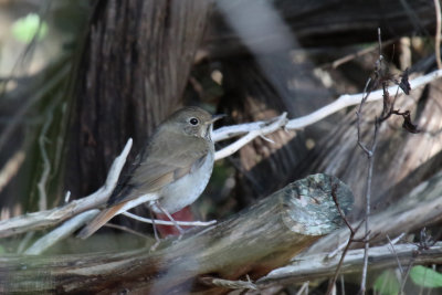 Hermit Thrush