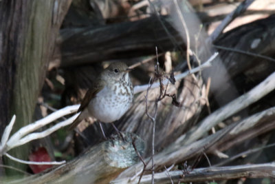 Hermit Thrush