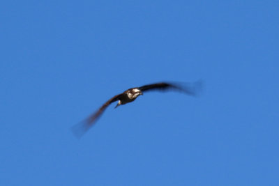 Osprey