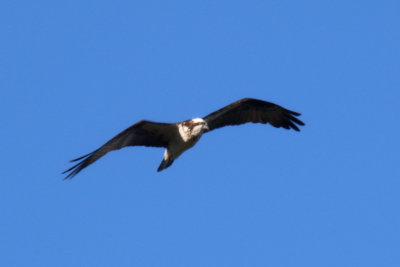 Osprey