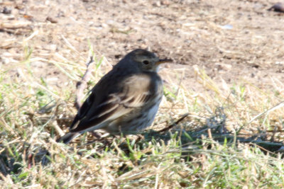 American Pipit