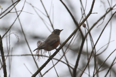 American Robin