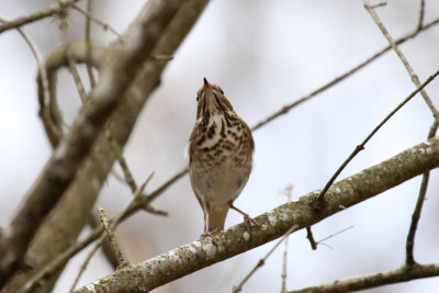 Hermit Thrush