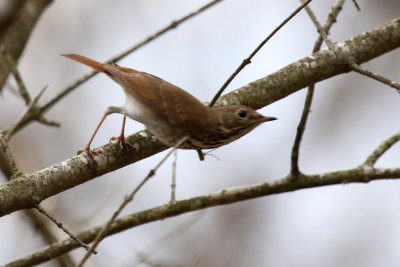 Hermit Thrush