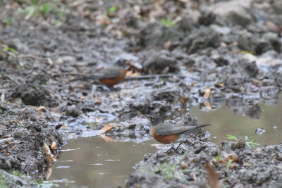 American Robin