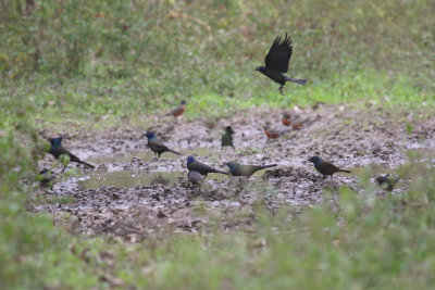 Common Grackle