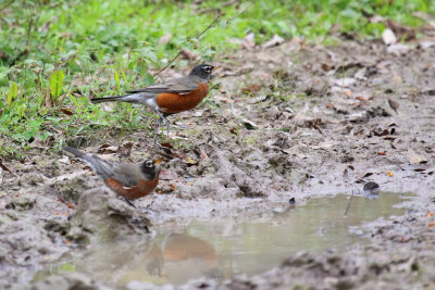 American Robin