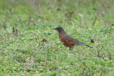 American Robin