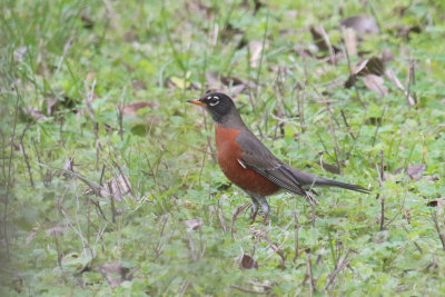 American Robin